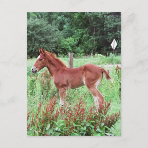 Cartão Postal Baby Lynx