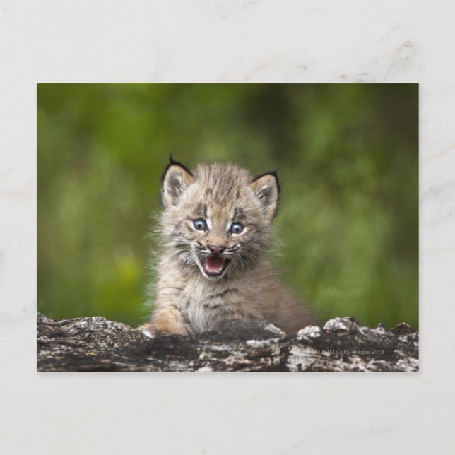 Cartão Postal Baby Lynx (Lynx Canadensis) Olhando Uma (Frente)