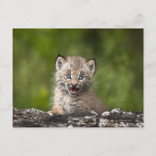 Cartão Postal Baby Lynx (Lynx Canadensis) Olhando Uma