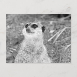 Cartão Postal "Baby Meerkat"