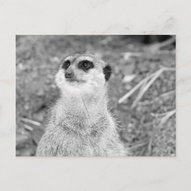 Cartão Postal "Baby Meerkat" (Frente)