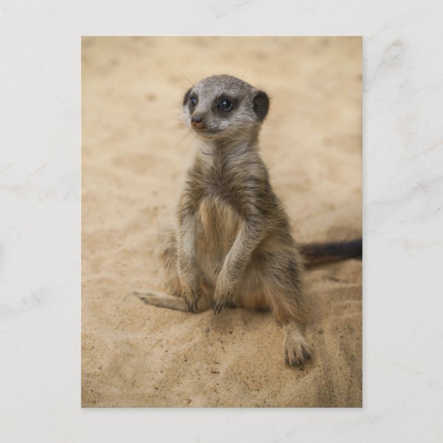 Cartão Postal Baby Meerkat Sentado Na Areia (Frente)