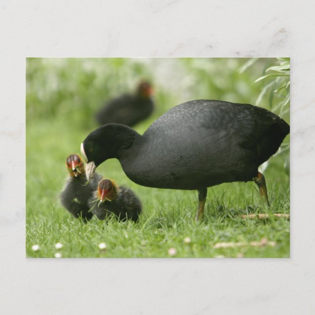 Cartão Postal Baby Moorways (Frente)