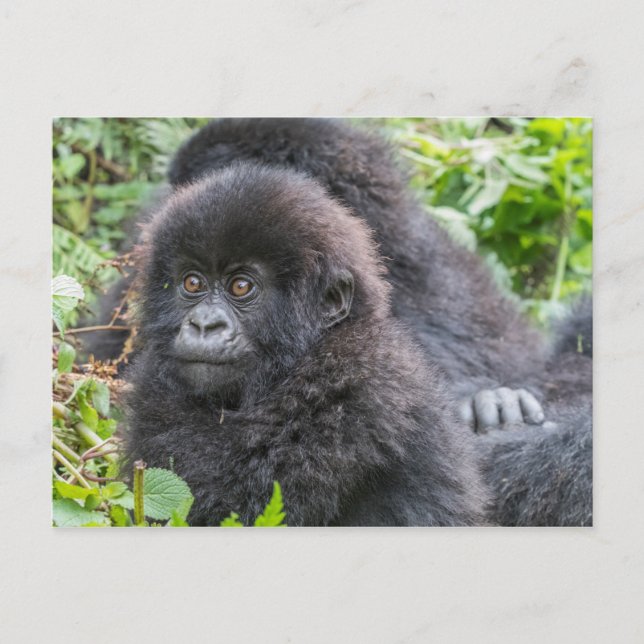 Cartão Postal Baby Mountain Gorilla (Frente)