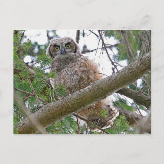 Cartão Postal Baby Owl Staring