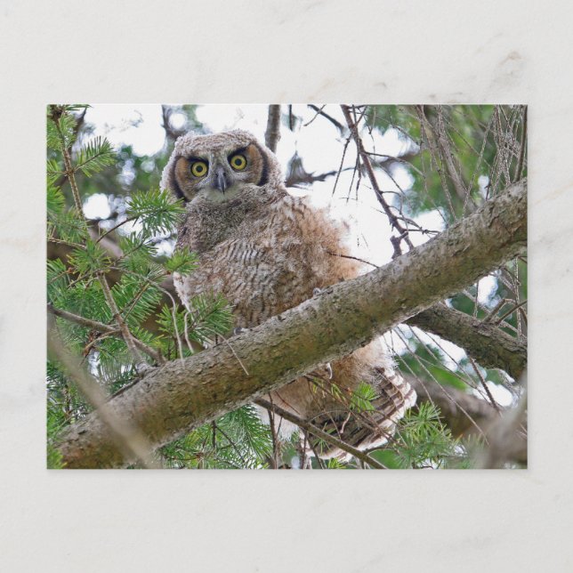 Cartão Postal Baby Owl Staring (Frente)
