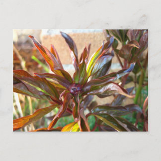 Cartão Postal Baby Peony Bud