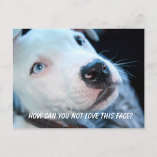 Cartão Postal Baby Pitbull Puppy