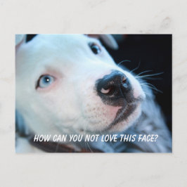 Cartão Postal Baby Pitbull Puppy