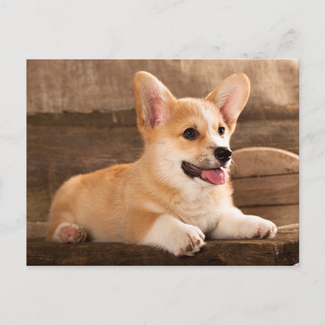 Cartão Postal Baby Puppy Corgi (Frente)