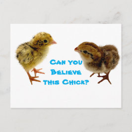 Cartão Postal Baby Quail Pintinho