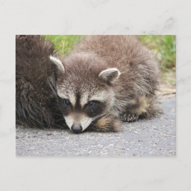 Cartão Postal Baby Raccoon (Frente)