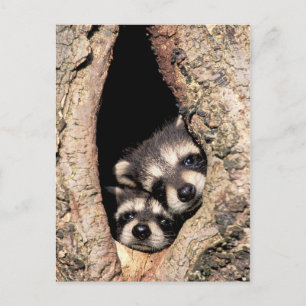 Cartão Postal Baby Raccoons saindo da árvore