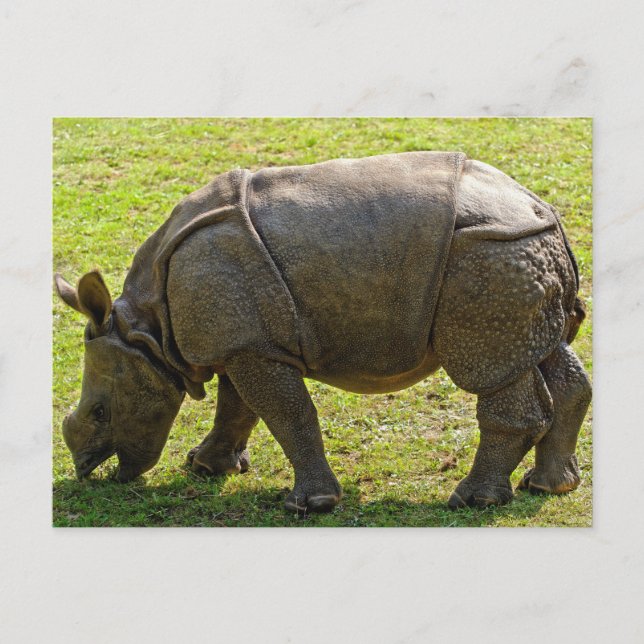 Cartão Postal Baby Rhino (Frente)
