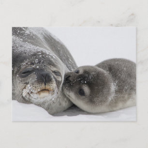 Cartão Postal Baby Seal Beijando Mãe
