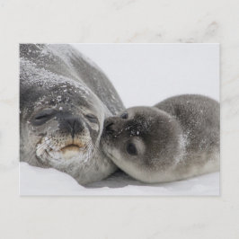 Cartão Postal Baby Seal Beijando Mãe