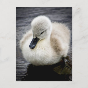 Cartão Postal Baby Swan   Cygnet