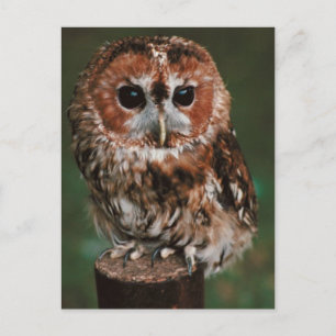 Cartão Postal Baby Tawny Owl