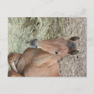 Cartão Postal Baby Welsh Pony