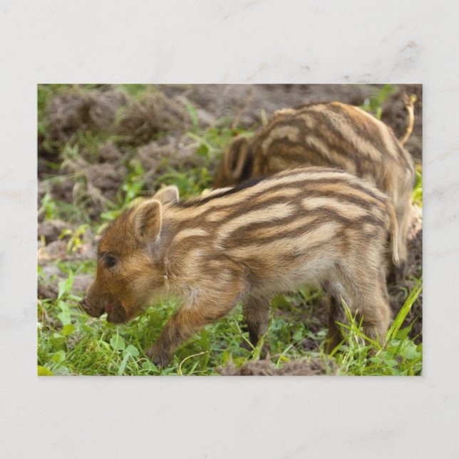 Cartão Postal Baby Wild Boar (Frente)