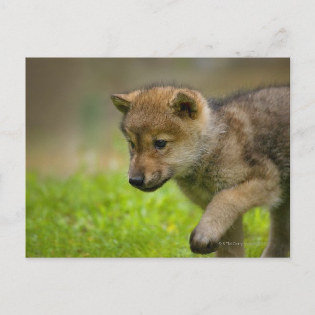 Cartão Postal Baby Wolf (Frente)