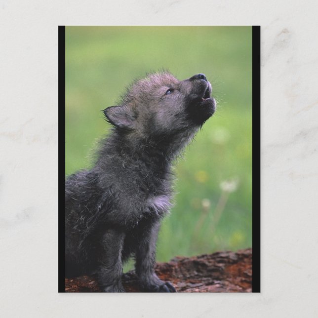 Cartão Postal Baby Wolf Howls (Frente)