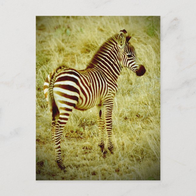 Cartão Postal Baby Zebra (Frente)