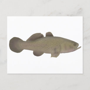 Cartão Postal Bacalhau Sonolento