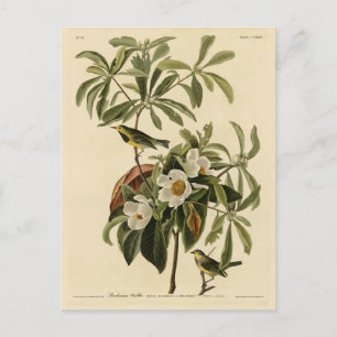 Cartão Postal Bachman's Warbler, das Aves da América de Audubon