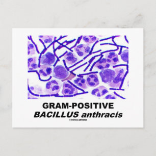 Cartão Postal Bacilo Gram-Positivo anthracis (Bactéria)