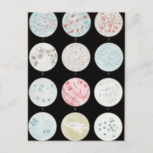 Cartão Postal Bactérias