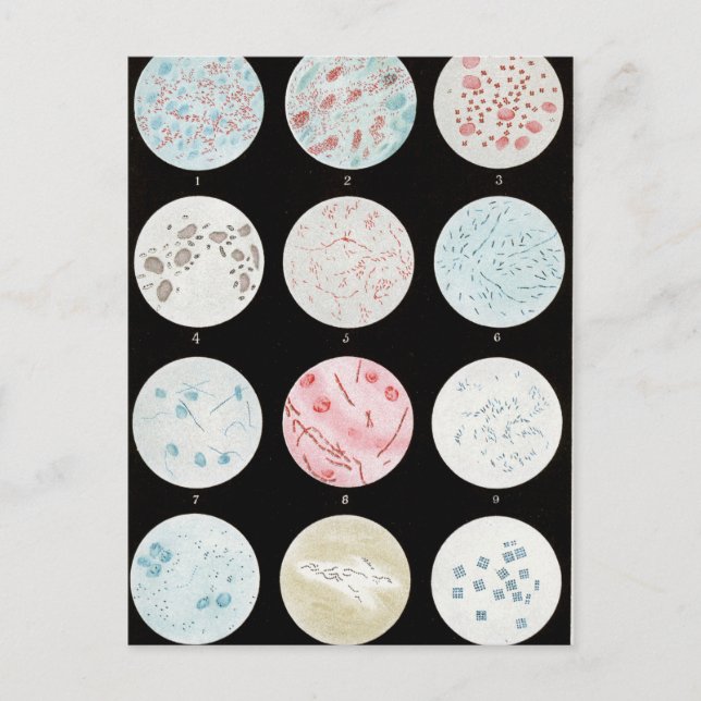 Cartão Postal Bactérias (Frente)