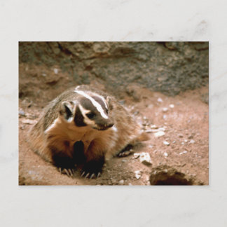 Cartão Postal Badger