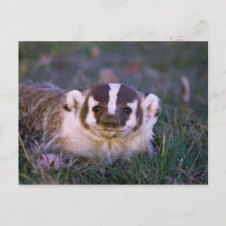 Cartão Postal Badger
