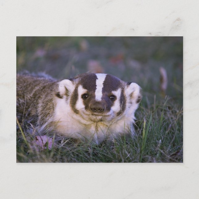 Cartão Postal Badger (Frente)
