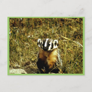 Cartão Postal Badger