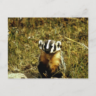 Cartão Postal Badger
