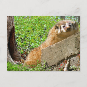 Cartão Postal Badger Americano: Chamada de acordar