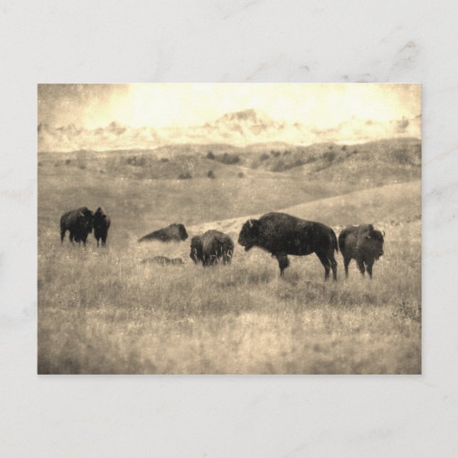 Cartão Postal Badlands Bison (Frente)