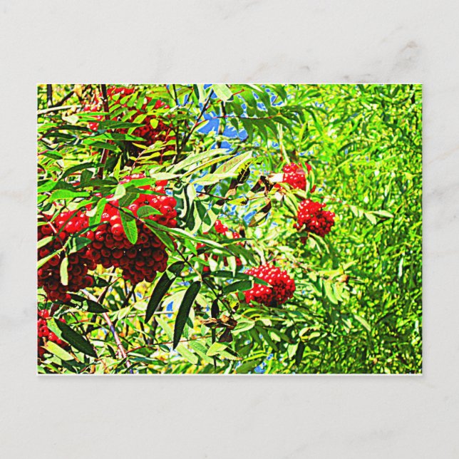Cartão Postal Bagas de Rowan (Frente)