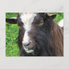 Cartão Postal Bagot Goat | Raras