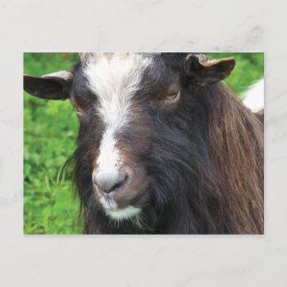 Cartão Postal Bagot Goat | Raras