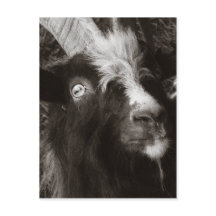 Bagot Goat Retrato Old Style - Fotografia Animal