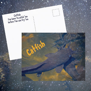 Cartão Postal Bagre na Fotografia de Peixes na Natureza