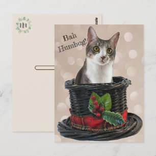 Cartão Postal Bah Humbag Tito O Cartão-Postal Do Gato