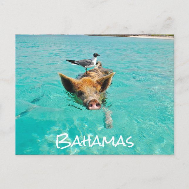 Cartão Postal Bahamas Exuma de Nadação Cura (Frente)