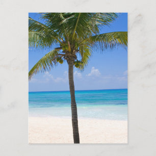 Cartão Postal Bahamas Palm Tree