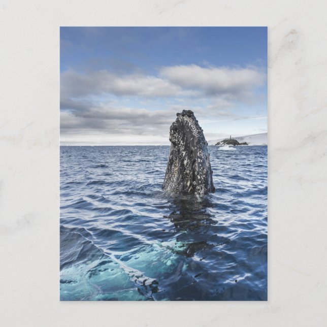 Cartão Postal Baía da esperança de Spyhops | da baleia de (Frente)