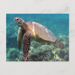 Cartão Postal Baía de Hanauma Havaí Tartaruga