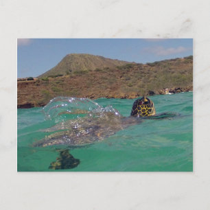 Cartão Postal Baía de Hanauma Havaí Tartaruga
